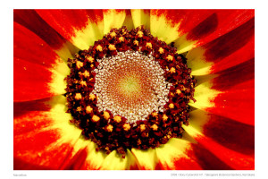 Flower Macro shot with sony Cybershot H7