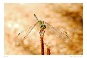 dragon-fly-macro